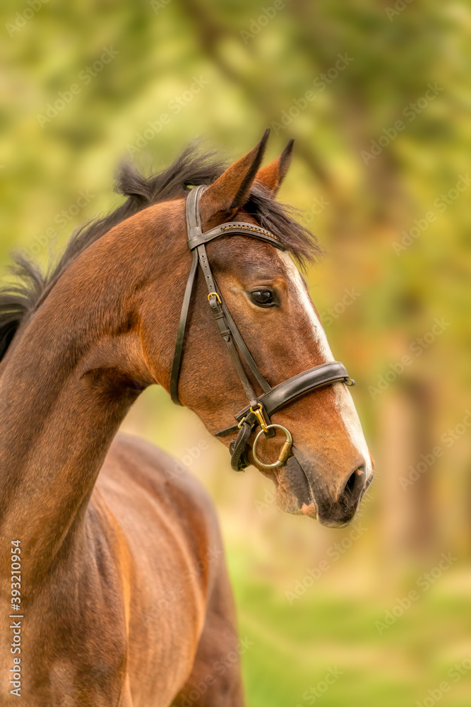 Obraz premium A brown horse head, in side view, in the autumn evening sun