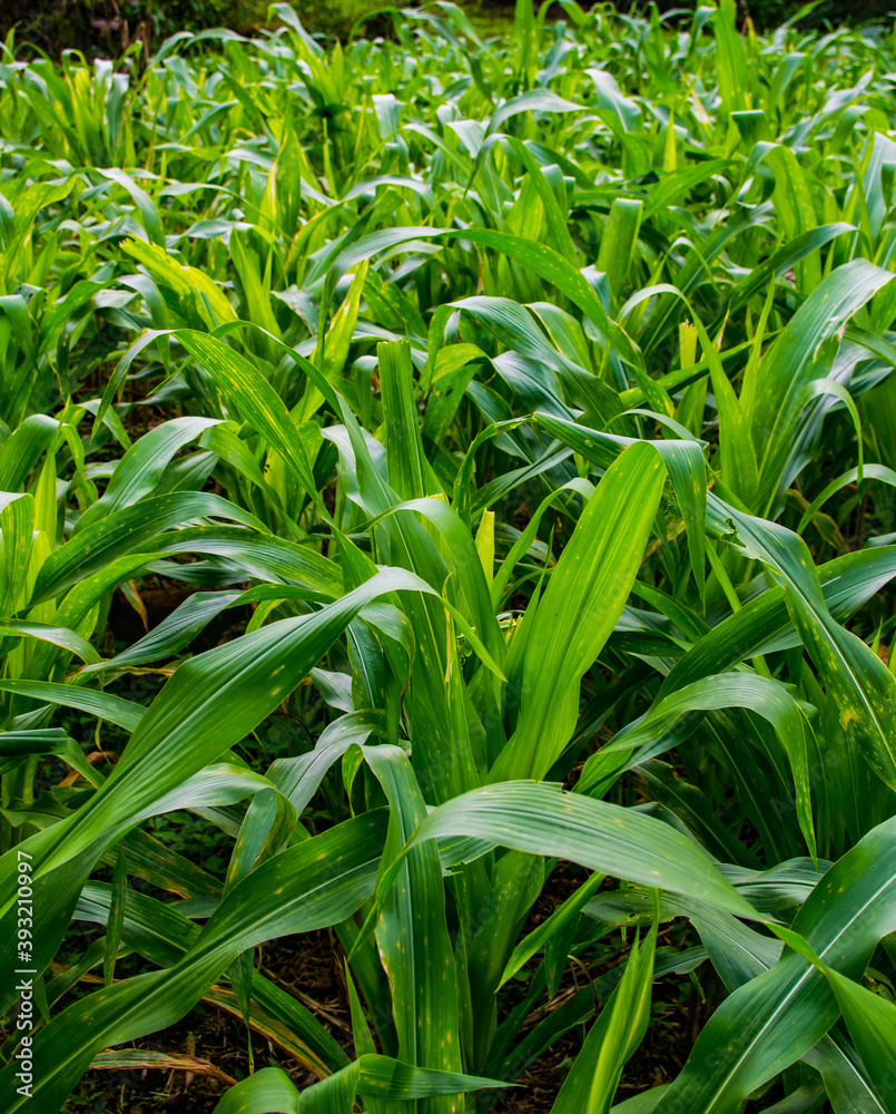 Cultivo de maíz en Panamá en sus primeras etapas de crecimiento Cultivo de maíz en Panamá en sus primeras etapas de crecimiento
