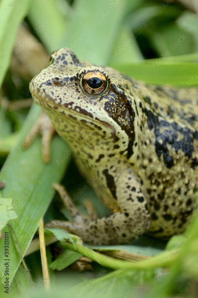 Obraz premium green frog closeup