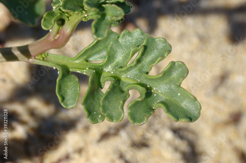 European Searocket (Cakile maritima) photo