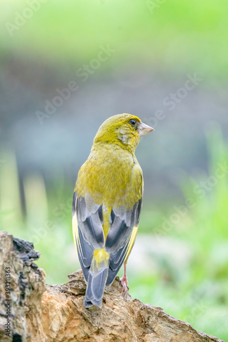 A greenfinch sitting on a tree trunk looks back at the camera stubbornly, close-up © Dasya - Dasya