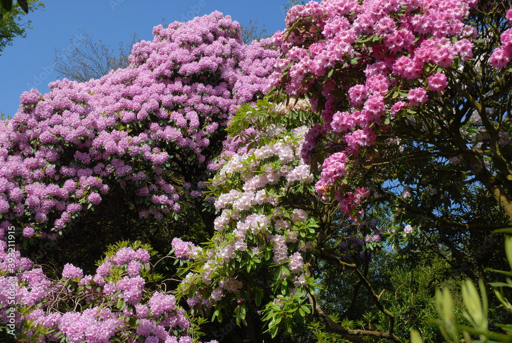 Fantastic display of different rhododendrons flowering in Spring Fantastic display of different rhododendrons flowering in Spring