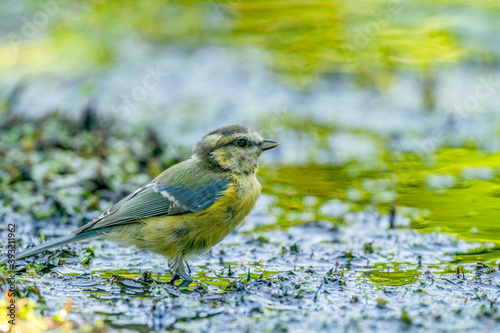 A Great Tit sits in muddy yellow green water. Very detailed feathers. Natural background © Dasya - Dasya