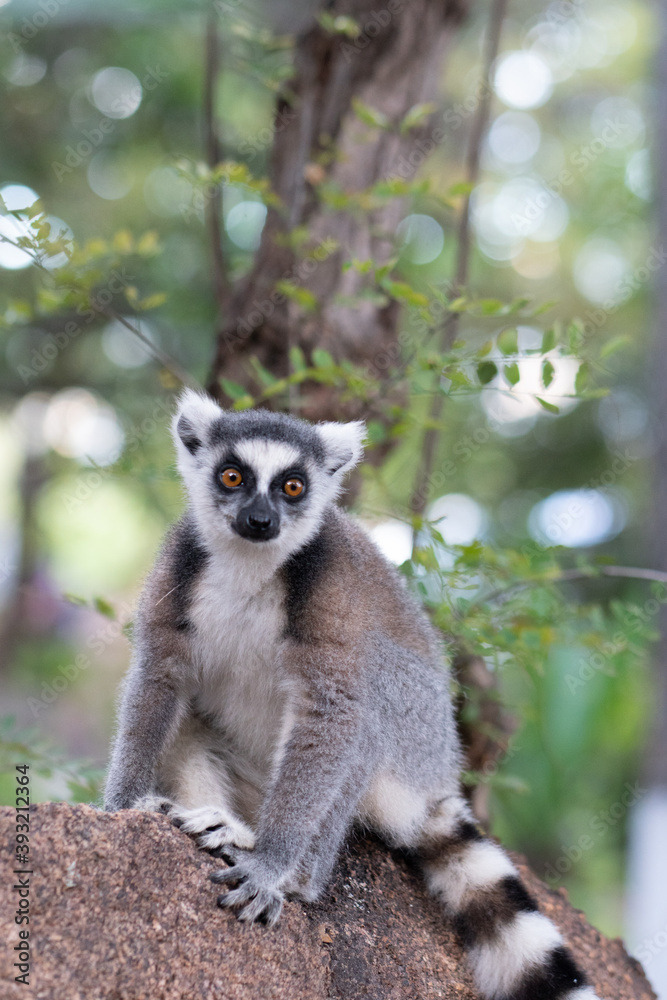 Obraz premium Ring lemur in Madagaskar