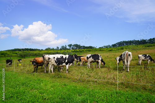 牧場の牛 © makieni