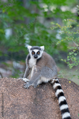 Ring lemur in Madagaskar