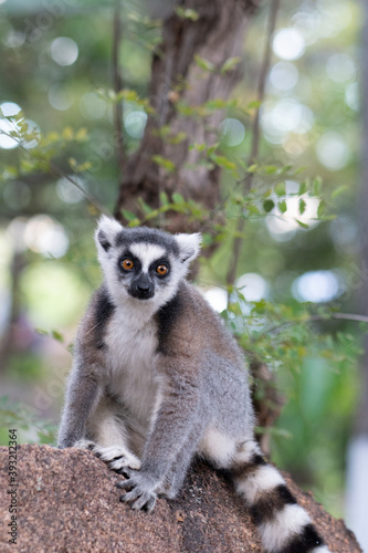 Ring lemur in Madagaskar