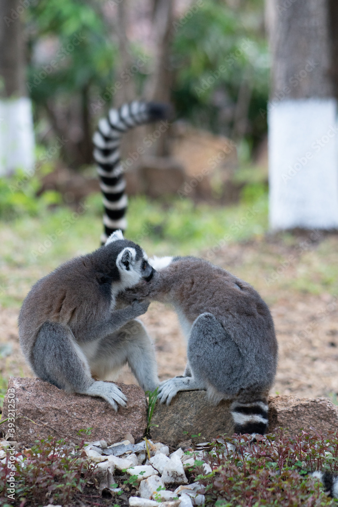 Fototapeta premium Ring-tailed lemur in a national park, Madagascar