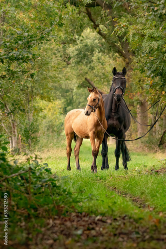 A mare with a foal standing on a forest path surrounded by autumn colors © Dasya - Dasya