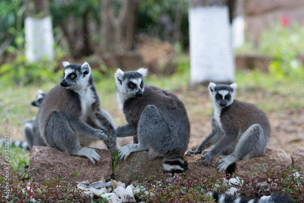 Fototapeta premium Ring-tailed lemur in the sunlight, Madagascar