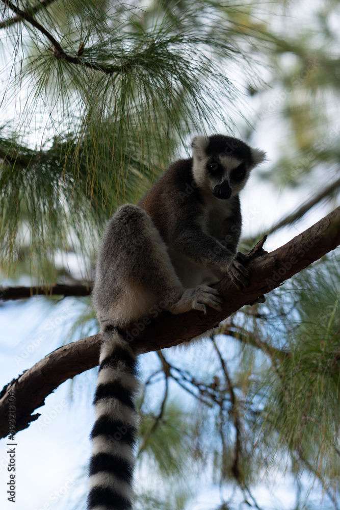 Obraz premium ring tailed lemur in Madagaskar