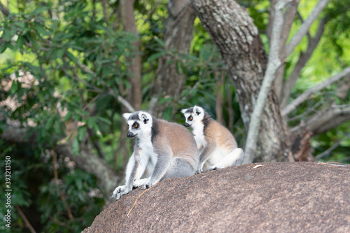 ring tailed lemur in Madagaskar
