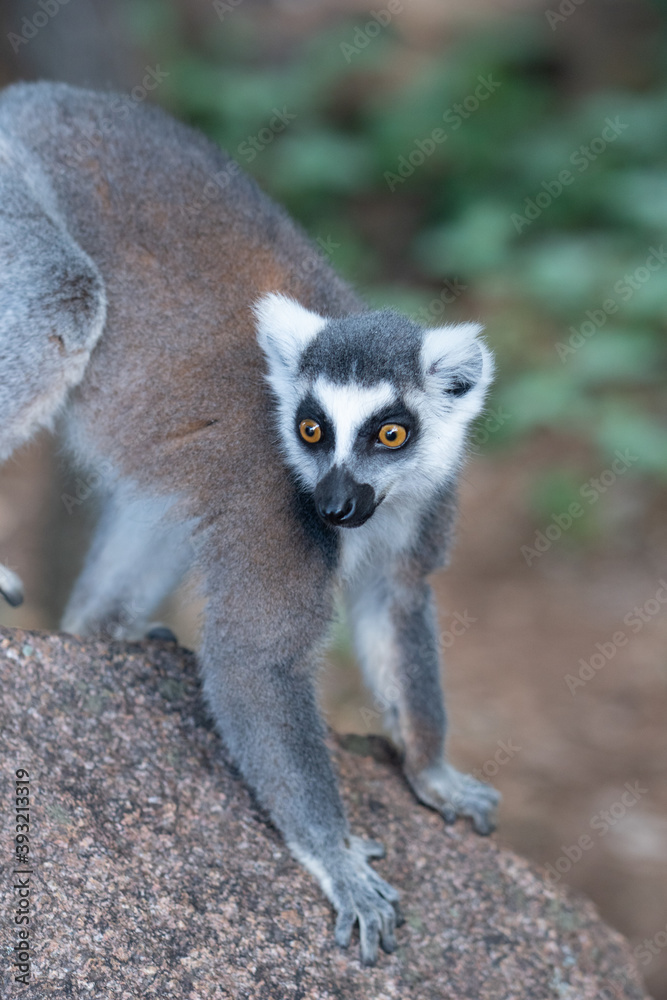 Obraz premium ring tailed lemur in Madagaskar