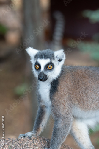 ring tailed lemur in Madagaskar