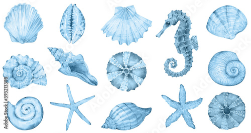 Fotografie, Obraz Watercolor sea collection - blue shells, seahorse, sea star
