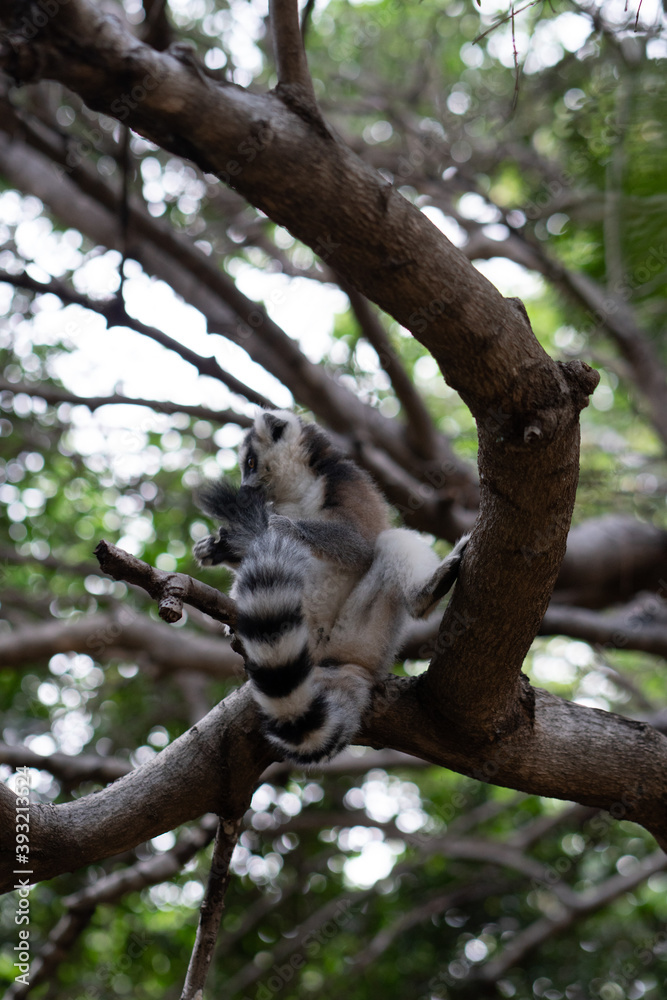 Obraz premium ring tailed lemur in Madagaskar