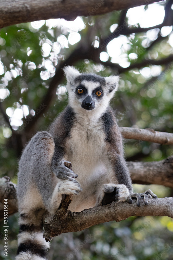 ring tailed lemur in Madagaskar