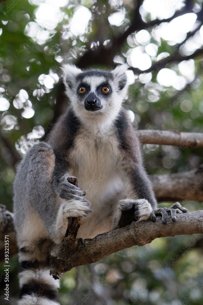 ring tailed lemur in Madagaskar ring tailed lemur in Madagaskar