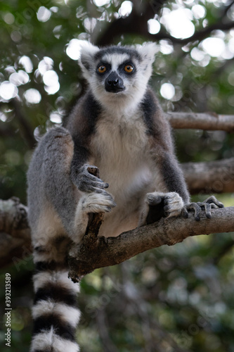 ring tailed lemur in Madagaskar