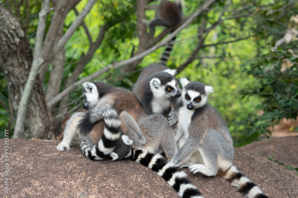 Obraz premium Portrait of a ring-tailed lemur, Madagascar