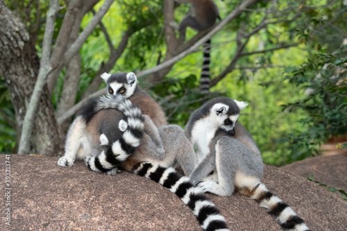 ring tailed lemur in Madagaskar