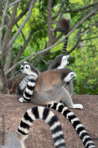 ring tailed lemur in Madagaskar