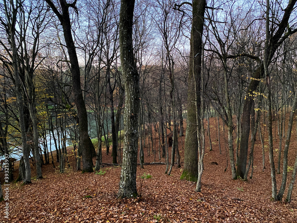 Fototapeta premium beautiful autumn park in the evening