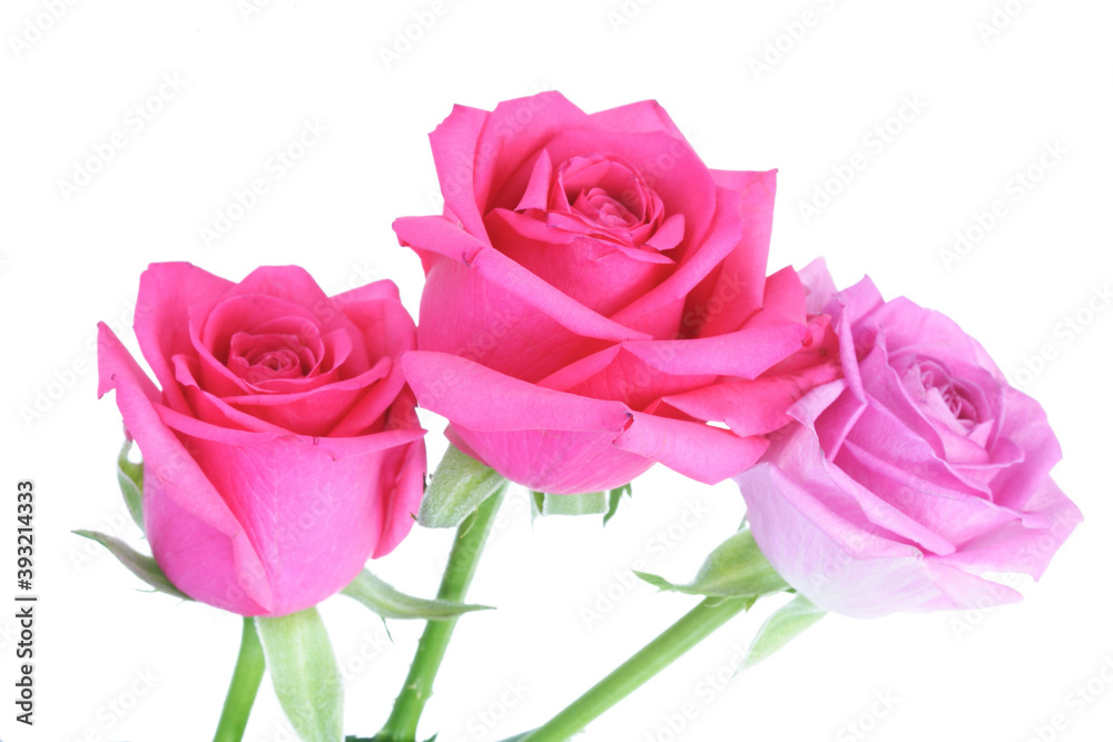 Close-up of pink rose on white background Close-up of pink rose on white background