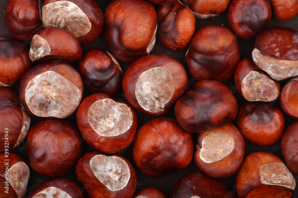 Chestnut on wooden background - studio shot Chestnut on wooden background - studio shot