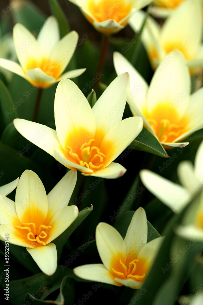 Fototapeta premium Still life