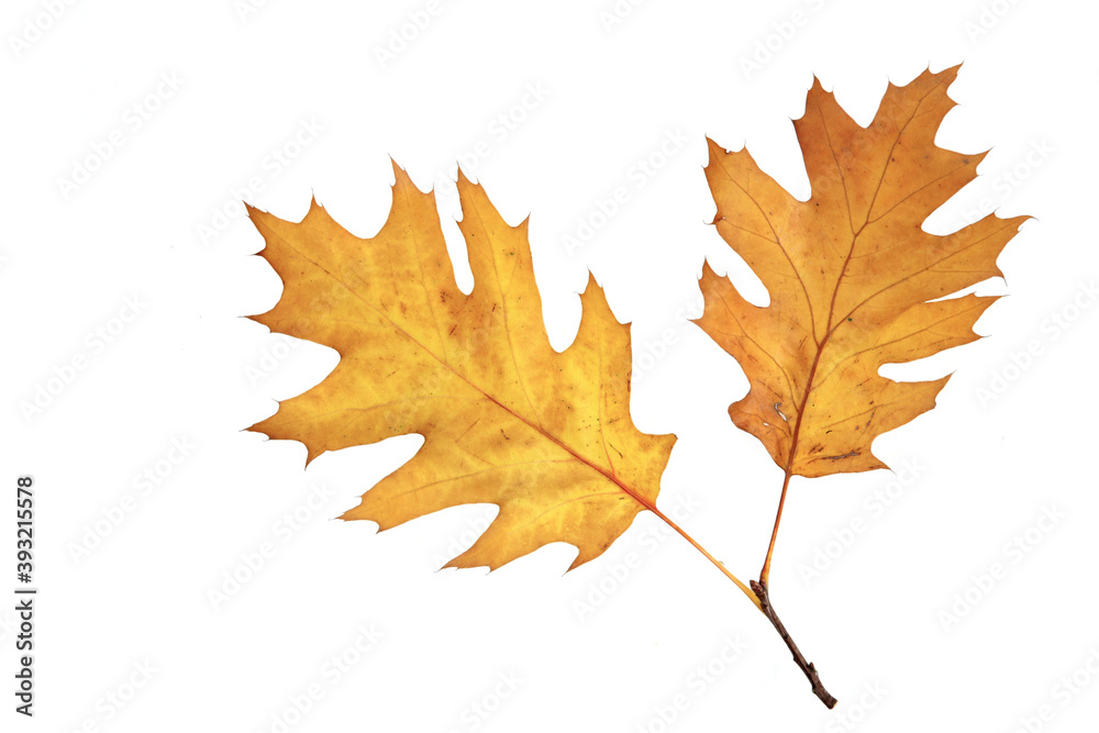 Close-up of autumn leaf - studo shot Close-up of autumn leaf - studo shot