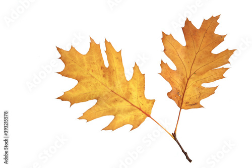 Close-up of autumn leaf - studo shot