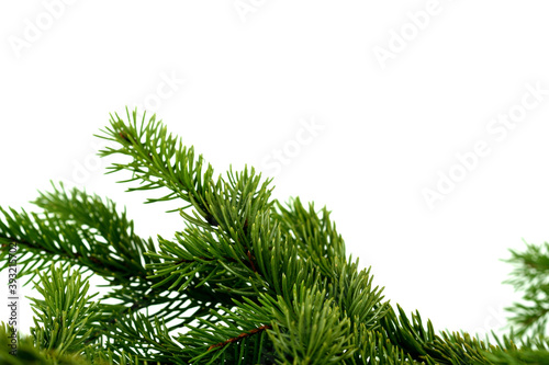 Pine branch on white background