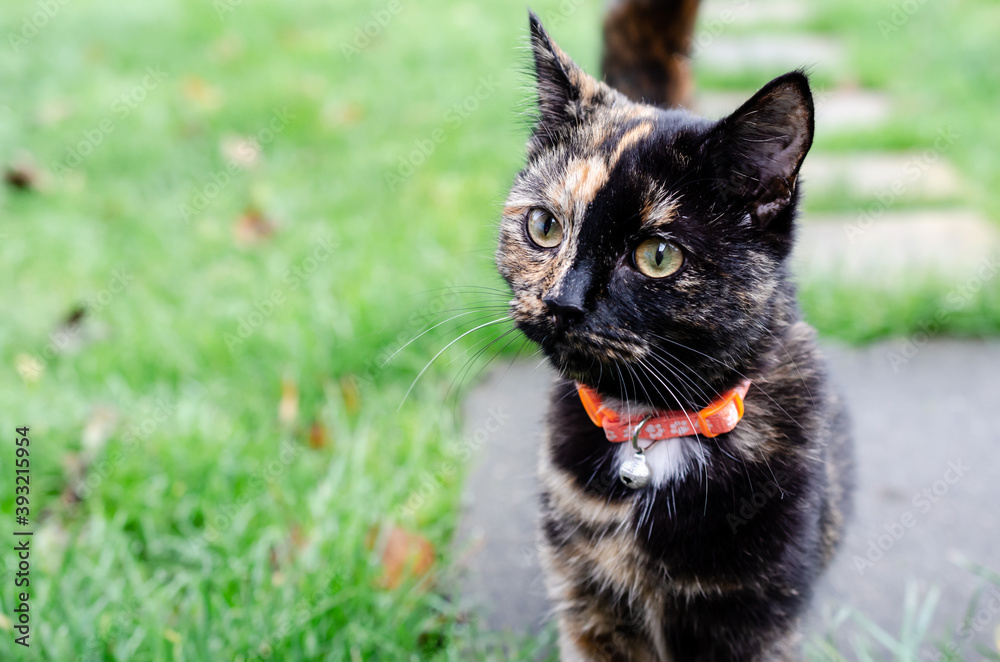 Portrait of a cute cat with half brown, half black face on a pathway with grass in the background.