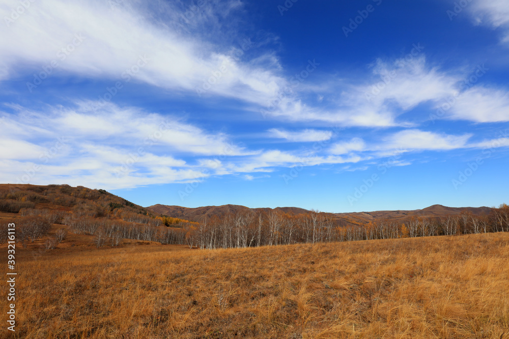 Birch forest under blue sky in huanggangliang Park of Keshiketeng World Geopark, Inner Mongolia Birch forest under blue sky in huanggangliang Park of Keshiketeng World Geopark, Inner Mongolia