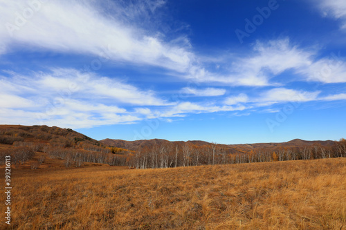 Birch forest under blue sky in huanggangliang Park of Keshiketeng World Geopark, Inner Mongolia