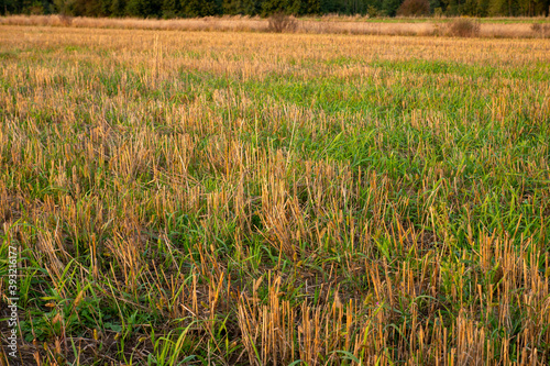 closeup of field with growing aftercrop and visible dried grain stalks at the evening