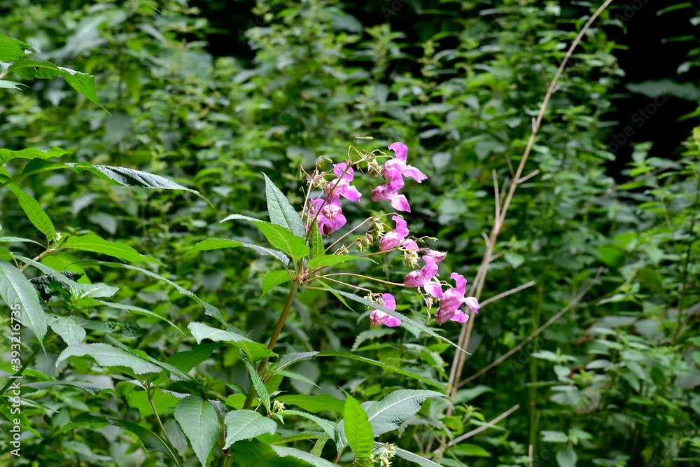 Closeup of Himalayan balsam in the forest in summer, Coventry, England, UK