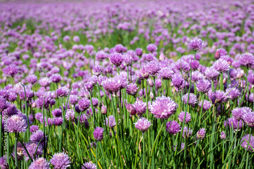 close up of a flowering chives field