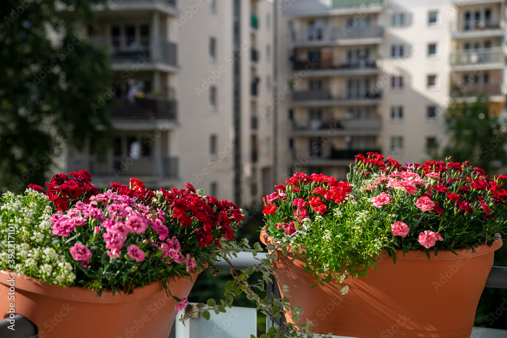 buildings with balconies and flowers in pots