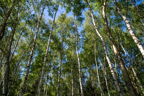 forsest with birch trees with blue sky during a sunny day
