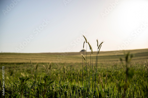 ears of grain on a grain field in the sunset light