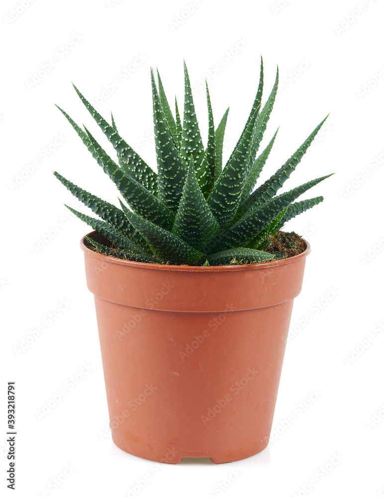haworthia plan isolated on white backrgound haworthia plan isolated on white backrgound