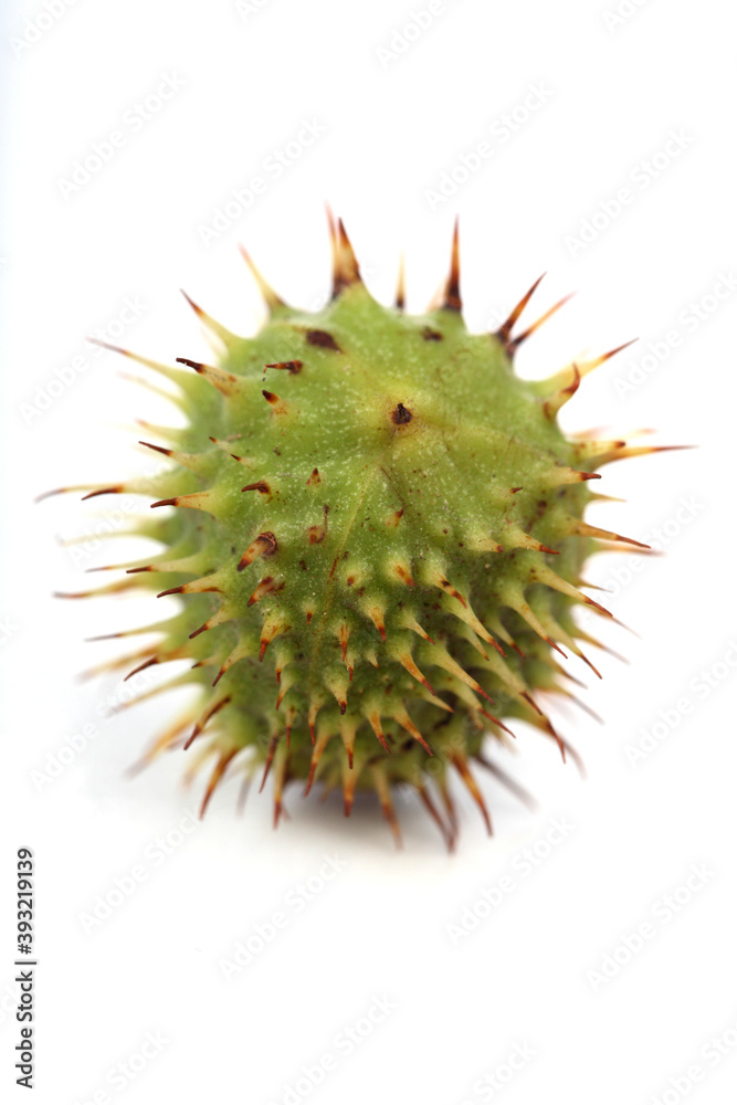 Chestnut on white background - studio shot Chestnut on white background - studio shot