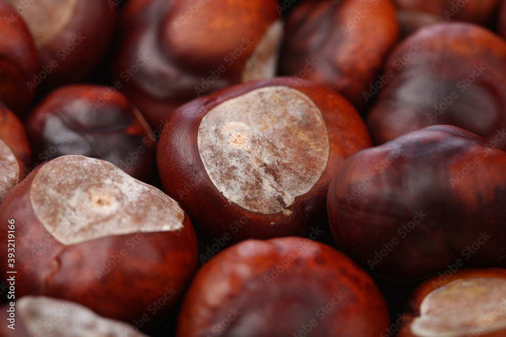 Obraz premium CheChestnut on wooden background - studio shot