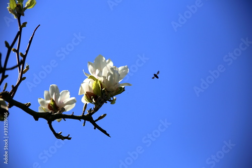 White buds on the magnolia tree  with backlit insect silhouette  in the springtime and against a blue clear sky