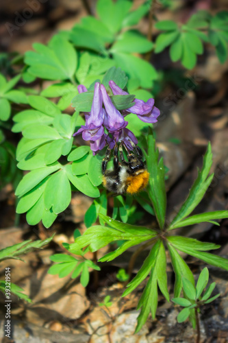 The fumewort (lat. Corydalis solida), of the family Papaveraceae, the bumblebee sp. and the yellow anemone, of the family Papaveraceae.