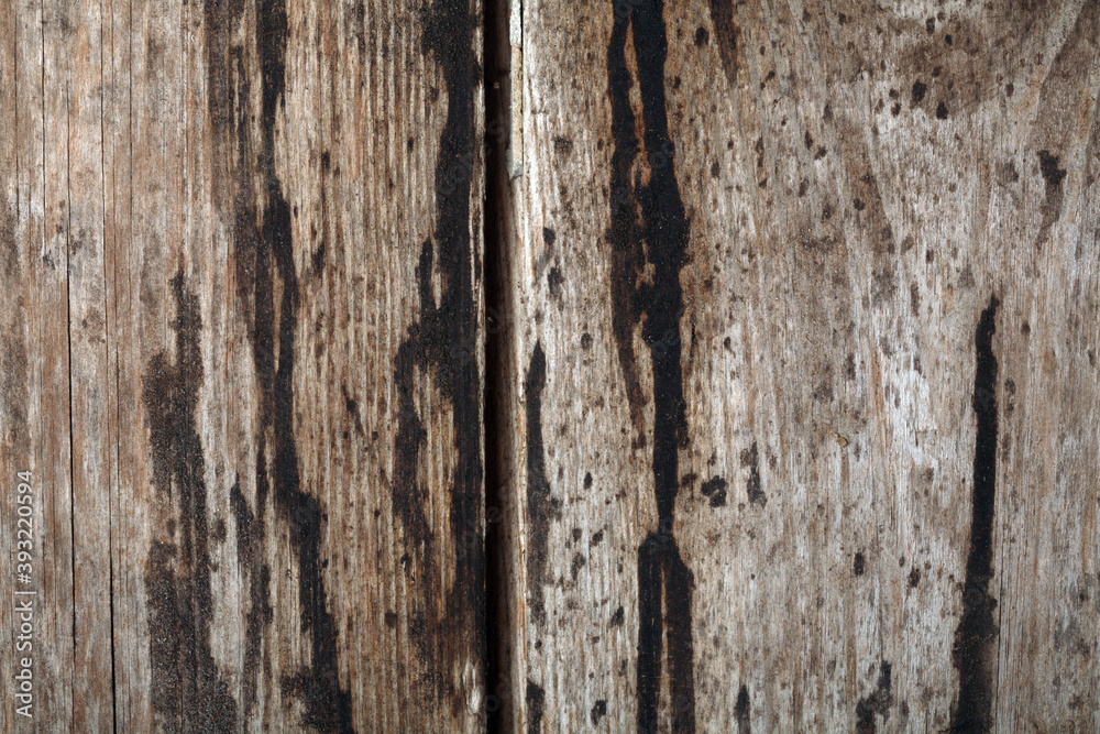 Obraz premium Wooden texture background