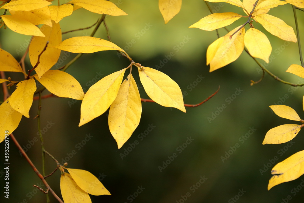 Obraz premium 色づく葉っぱ