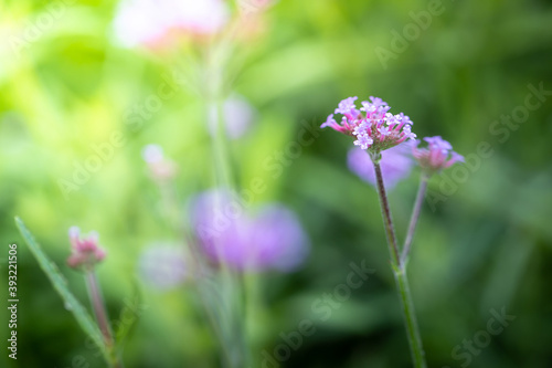 The background image of the colorful flowers